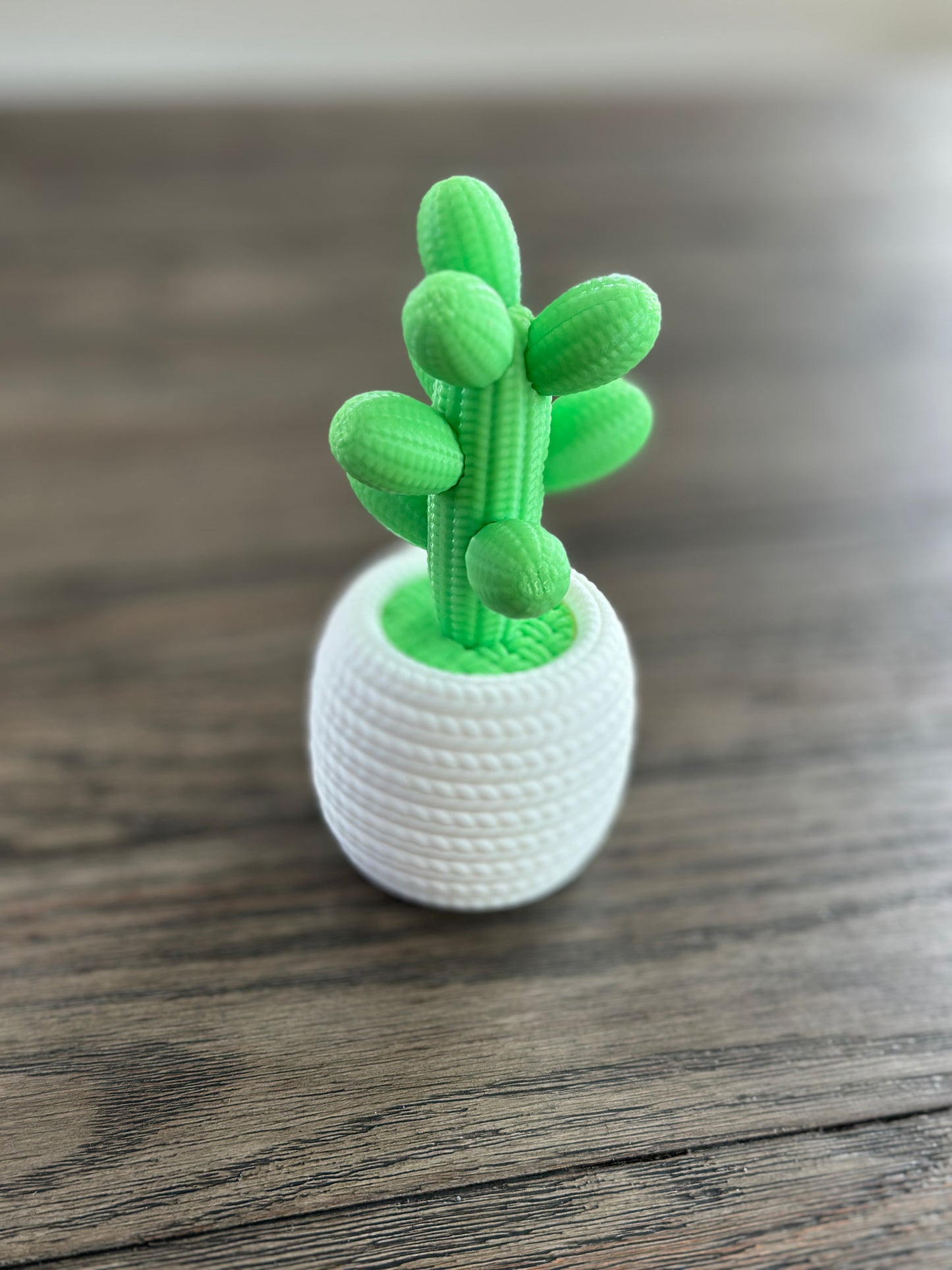 Simply Cactus
